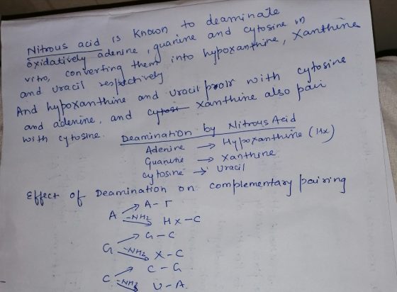 into hypoxanthine, Xanthine ine Nitrous acid is known to deaminate oxidatively adenine, quanine and cytosine un vitro, conver