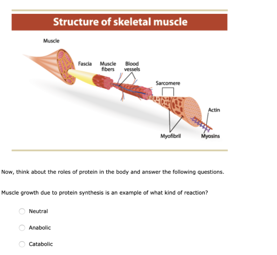 Structure of skeletal muscle Muscle Fascia Muscle fibers Blood vessels Sarcomere Actin Myofibril Myosins Now, think about the