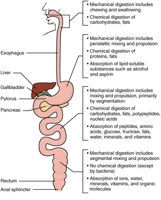 . Mechanical digestion includes chewing and swallowing . Chemical digestion of carbohydrates, fats Mechanical digestion inclu