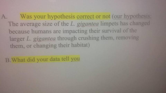 A. Was your hypothesis correct or not (our hypothesis: The average size of the L. gigantea limpets has changed because humans are impacting their survival of the larger L. gigantea through crushing them, removing them, or changing their habitat) B. What did your data tell you