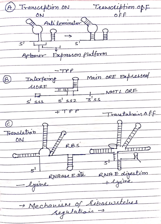 @ Transciption_on_ ON Transcription off off An Anti terminator s T S Aptamer Expressom Platform -IPR _Interfering a _MainORE