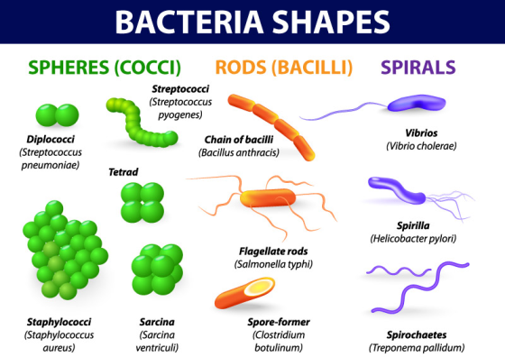 BACTERIA SHAPES SPIRALS SPHERES (COCCI) RODS (BACILLI) Streptococci (Streptococcus pyogenes) Diplococci Chain of bacilli (Str