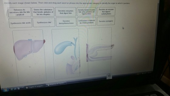 Identify each Image shown below. Then click end drag each word or phrase into the oppropriate cotegory to identlfy the organ to which t pertains Stores the substance Secretes enzymeS tht, when activated, will Secretes inacive enzymes Secretes an enzyme Releases its secretions ito the bile that breaks globle of SeciotesSoate canaliculi fat into droplets that digest fats Sgest protens carbohydrates Contracion is mehcedSecretes zymenis Secretes zymogens Synthesizes bile acids Synthesizes bile deoxyribonuclease by cholecystokinin