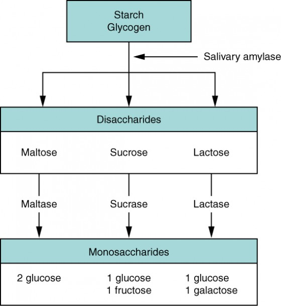 Starch Glycogen ← Salivary amylase Disaccharides Maltose Sucrose Lactose Maltase Sucrase Lactase Monosaccharides 2 glucose 1