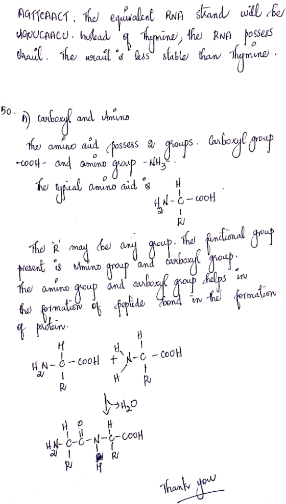 MATICAACT. The equlwalent RNA skand will be UGUU CHACU. Instead q Theymine, the RNA possess chaul. The wraules less stable t