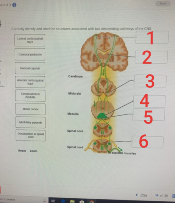 +30 Correctly identify and label the structures associated with two descending pathways of the CNS. Lateral corticospinal tra