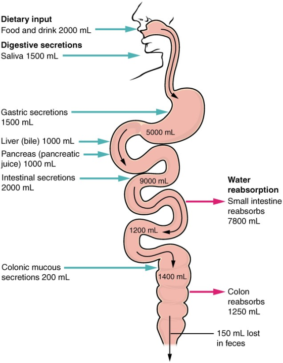 Dietary input Food and drink 2000 mL Digestive secretions Saliva 1500 mL Gastric secretions 1500 mL 5000 mL Liver (bile) 1000