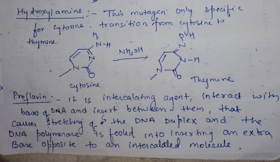Hydroxylamine for cytosine thymine . – This mutagen only specific transition from cytosine to Nu & BH ne E cytosine Thymine P