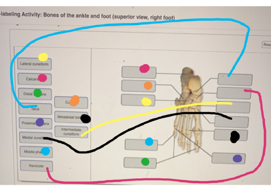 -labeling Activity: Bones of the ankle and foot (superior view, right foot) Res Lateral cune form Calcand Distal nx С Taus Me