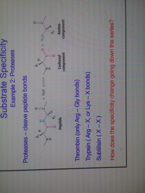 Substrate Specificity Example 2: Proteases Proteases - cleave peptide bonds Ami Componcnt Thrombin (only Arg-Gly bonds) Trypsin (Arg-X, or Lys-X bonds) Subtilisin (X-X) Howdoes the specifity change gingdo the sare