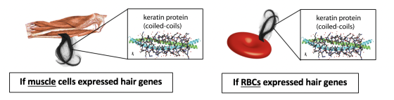 keratin protein keratin protein (coiled-coils) (coiled-coils) If muscle cells expressed hair genes If RBCS expressed hair gen