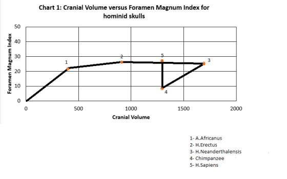 Chart 1: Cranial Volume versus Foramen Magnum Index for hominid skulls 50 40 30 2 3 Foramen Magnum Index 20 10 4 0 500 1500 2