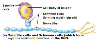 Satellite cells -Cell body of neuron Schwann cells (forming myelin sheath) Nerve fiber (e) Satellite cells and Schwann cells