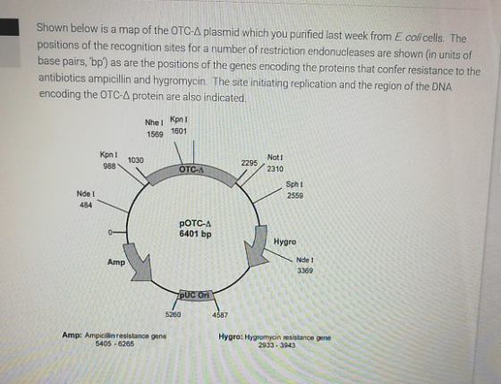 Shown below is a map of the OTC-A plasmid which you purified last week from Ecolicells. The positions of the recognition site