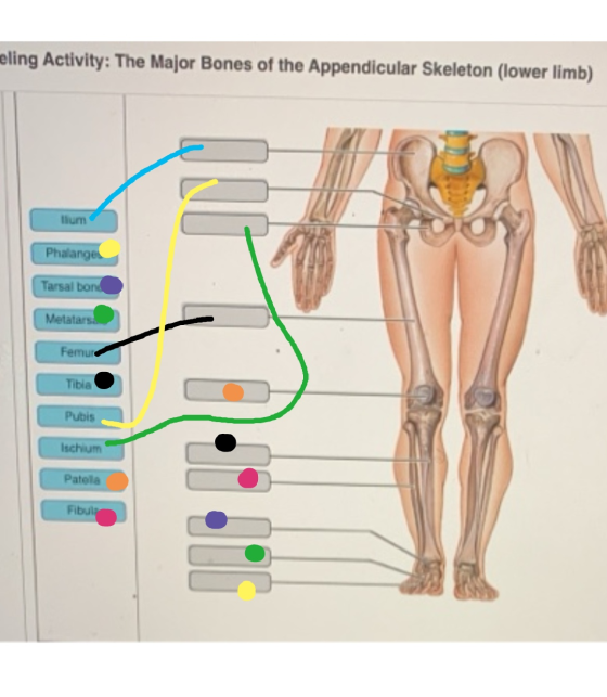 meling Activity: The Major Bones of the Appendicular Skeleton (lower limb) llum Phalanges Tarsal bond Metatars. Femur Tibia P