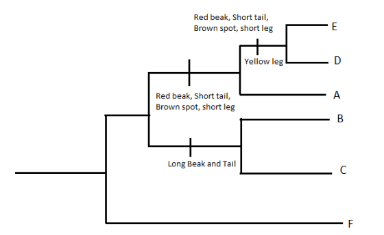 Red beak, Short tail, Brown spot, short leg Yellow leg Red beak, Short tail, Brown spot, short leg Long Beak and Tail