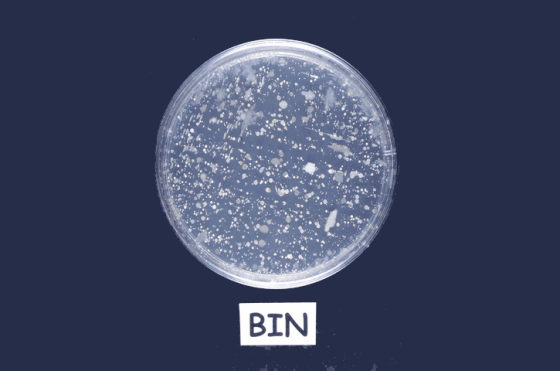 BIN