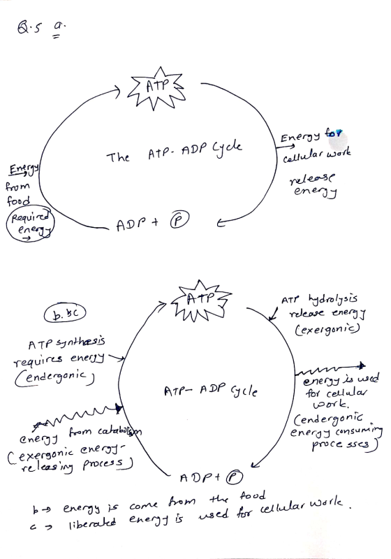 Q.5 a. Energy for The ATP-ADP Cycle cellular work release from food energy (Required energy (6. bc) ATP hydrolysis release en
