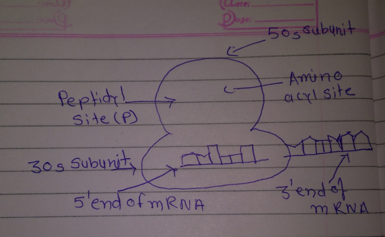 2 ge sos subihit acrl Site Side (P) 7 -end