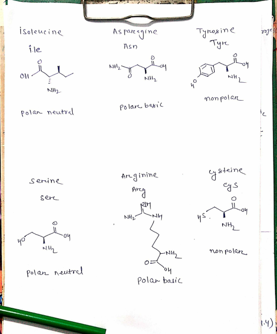 isoleucine Asparagine Tyrosine ile Asn - Tyre onu NH₂ NH2 NH2 nonpolan polare basic polan neutral steine senine Arginine Areg