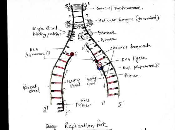 S e yrasel Topoisomesase B Single strand. S Helicase Enzyme (to unwind) Poimese teine -Primase ma.NL -Primer DNA Polymerase @
