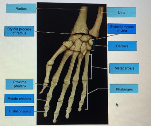 Radius Ulna Styloid process of radius Styloid process of ulna Carpals Metacarpals Proximal phalanx Phalanges Middle phalanx D