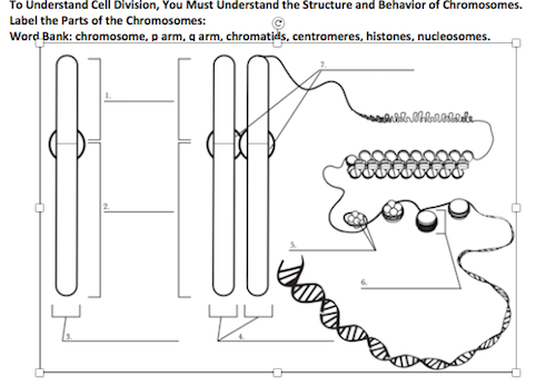 To Understand Cell Division, You Must Understand the Structure and Behavior of Chromosomes. Label the parts of the Chromosome