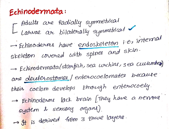 Echinodermota Adult are Radio summetical Echinodens have endoskeleten i-e, nternal skeleton covered coith spines and skin → E
