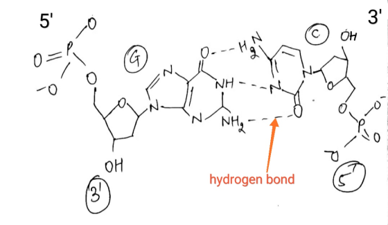 | 5 이 16 1 NH hydrogen bond