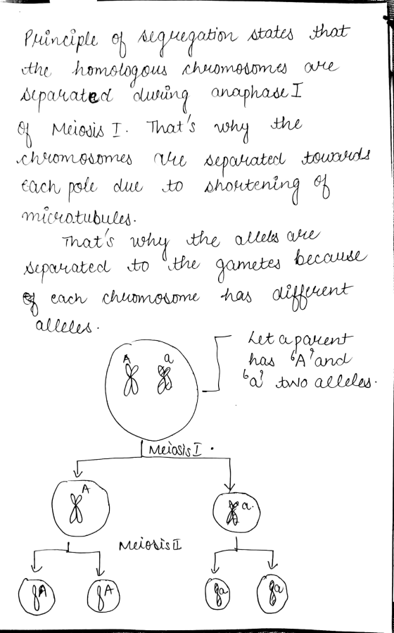 Principle of sequegation states that the homologous chromosomes are separated during anaphase I of Meiosis I. Thats why the