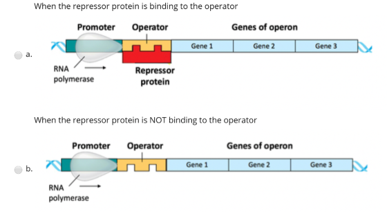 When the repressor protein is binding to the operator Genes of operon Operator Promoter Gene 1 Gene 2 Gene 3 а. RNA Repressor