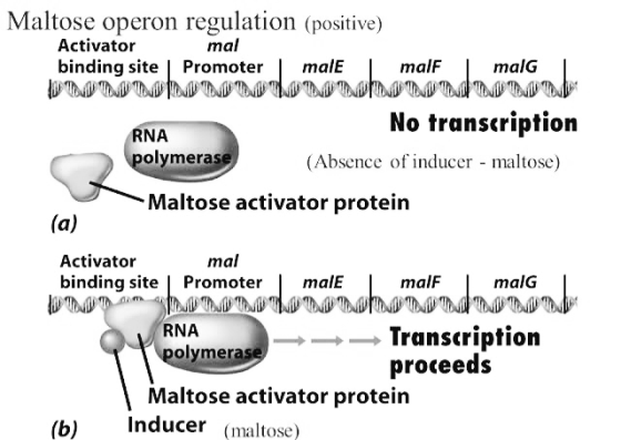 Maltose operon regulation (positive) Activator mal binding site Promoter male malf | malg DDD MOLMMD MMD No transcription RNA