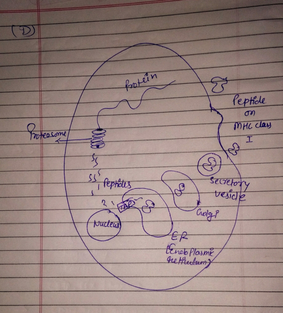 Rotein Peptide ო MHC class I Iroteasome Peptides secretory treside Colg? fructeus) ER teneo Plasma retilectant