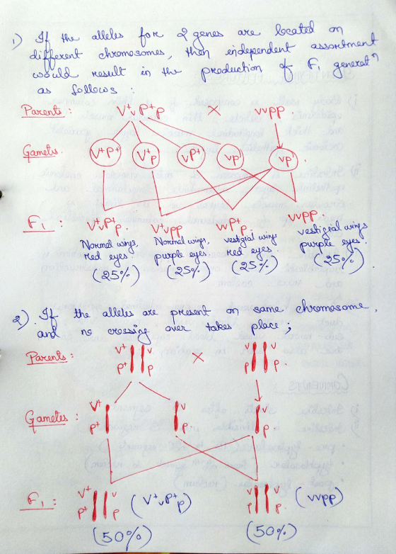 ) If the alleles fore different chromosomes, would result in the as follows : Parents : vt ptp 2 genes are beated on then ind