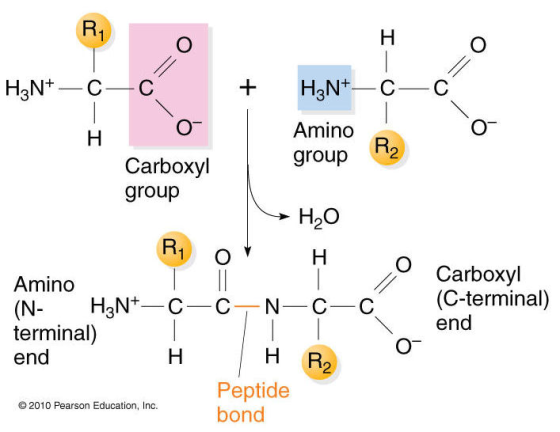 Amino group Carboxyl group H20 O Carboxyl Amino N-CC (C-terminal) Iend terminal) end Peptide bond O 2010 Pearson Education, I