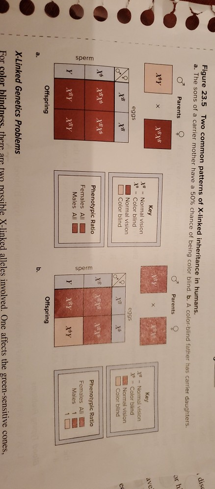 disc Figure 23.5 Two common patterns of X-linked inheritance in humans. a. The sons of a carrier mother have a 50% chance of