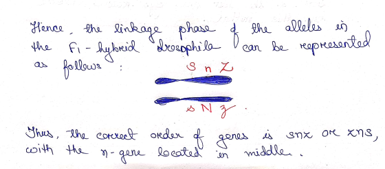Hence the linkage phase of the alleles en in the fi-hybreid brosophila can be represented as follows s nz Thus, with the the