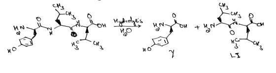 О. С. ОН Hydrolysis ВО AN HN БИ + - cho нс. як ох НО у 3. LI