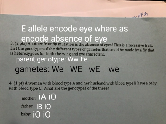 E allele encode eye where as encode absence of eye 3. (2 pts) Another fruit fly mutation is the absence of eyes! This is a re