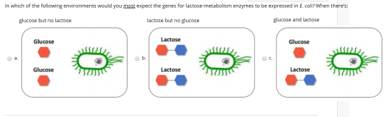 In which of the following environments would you most expect the genes for lactose-metabolism enzymes to be expressed in E. c