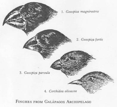 1. Geospaza magnitosti 2. Geospica fortis 3. Geospiza parvula 4. Certhidea olivacea FINCHES FROM GALÁPAGOS ARCHIPELAGO
