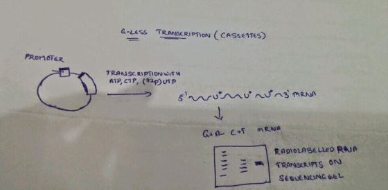 a-LESS TRANSCRIPTIoN CAsSe11es) ATP, CP, (32P)UTP RADIOLABeLLeD RAJA TRANSCRIPss ond