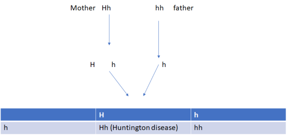 Mother Hh hh father H h ti ti Hh (Huntington disease) hh