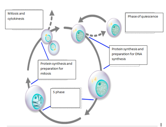 Mitosis and cytokinesis Phase of quiescence Protein synthesis and preparation for DNA synthesis Protein synthesis and prepara