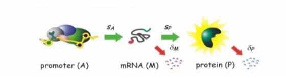 OM op promoter (A) mRNA (M) protein (P)