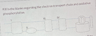 Fill in the blanks regarding the electron transport chain and oxidative phosphorylation