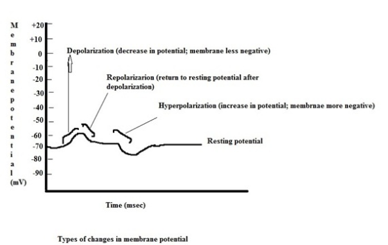 M +20 - e +10 Depolarization (decrease in potential; membrane less negative) r 10 n 20 30 40 t 50 -60 70 Repolarizarion (retu