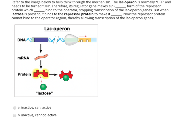 Refer to the image below to help think through the mechanism. The lac-operon is normally OFF and needs to be turned ON. T