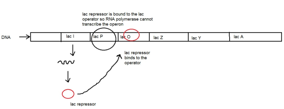 lac repressor is bound to the lac operator so RNA polymerase cannot transcribe the operon DNA DNA > lac | lac ! lan lat o o l