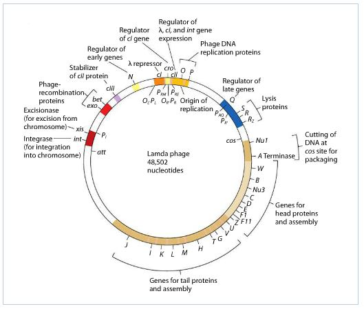 Regulator of Regulator Arci, and int gene of ci gene expression Phage DNA Regulator of replication proteins early genes X repressor cro Stabilizer OP of oil protein N Regulator of Phage- cll late genes recombination Lysis o Pa origin of proteins proteins Excision ase replication (for excision from chromosome) -xis Cutting of Integrase int Nul DNA at (for integration A Terminase cos site for packaging into chromosome att Lamda phage 48,502 nucleotides Nu3 Genes for head proteins F11 and assembly I K L M Genes fortail proteins and assembly